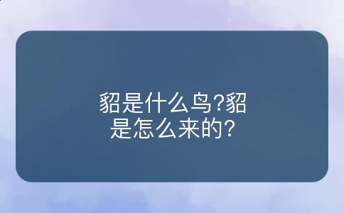 貂是什么鸟?貂是怎么来的?