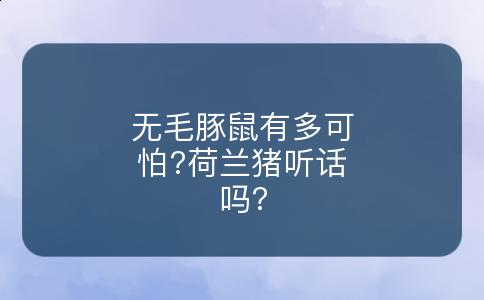 无毛豚鼠有多可怕?荷兰猪听话吗?