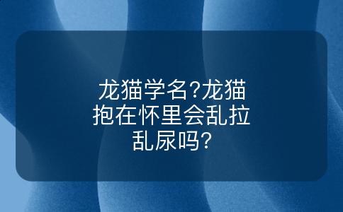 龙猫学名?龙猫抱在怀里会乱拉乱尿吗?