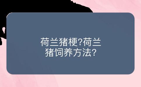 荷兰猪梗?荷兰猪饲养方法?