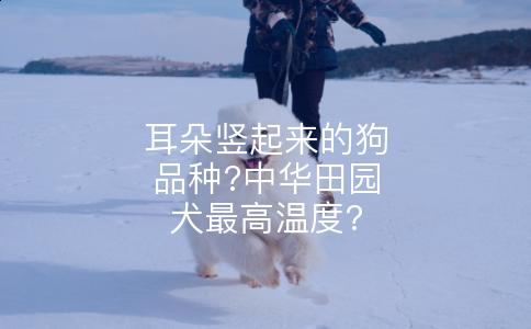 耳朵竖起来的狗品种?中华田园犬最高温度?