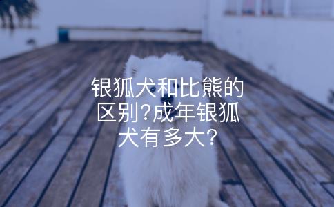 银狐犬和比熊的区别?成年银狐犬有多大?