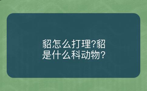 貂怎么打理?貂是什么科动物?