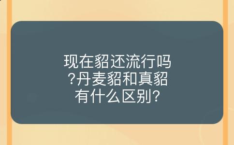 现在貂还流行吗?丹麦貂和真貂有什么区别?