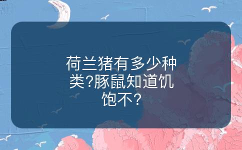 荷兰猪有多少种类?豚鼠知道饥饱不?