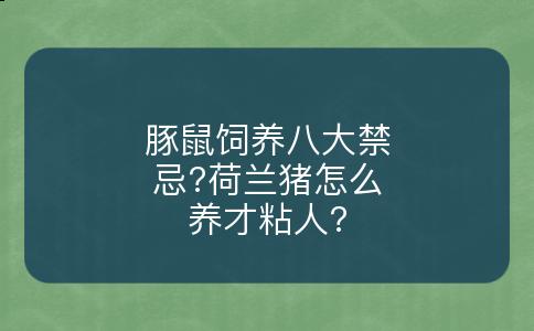 豚鼠饲养八大禁忌?荷兰猪怎么养才粘人?