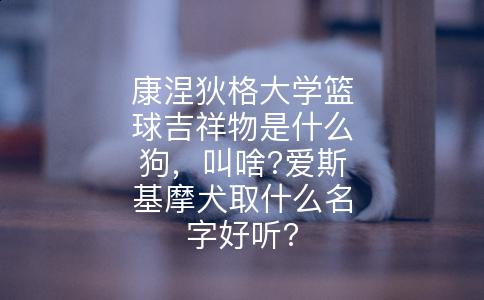 康涅狄格大学篮球吉祥物是什么狗，叫啥?爱斯基摩犬取什么名字好听?