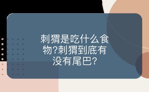 刺猬是吃什么食物?刺猬到底有没有尾巴?