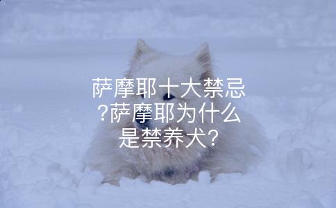 萨摩耶十大禁忌?萨摩耶为什么是禁养犬?