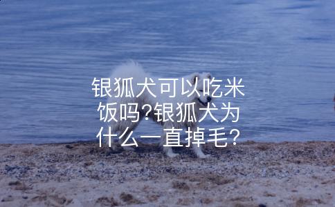 银狐犬可以吃米饭吗?银狐犬为什么一直掉毛?