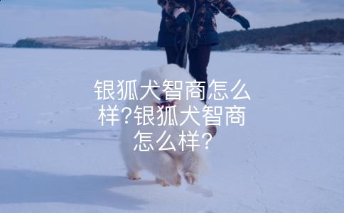 银狐犬智商怎么样?银狐犬智商怎么样?