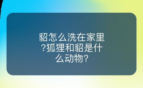 貂怎么洗在家里?狐狸和貂是什么动物?