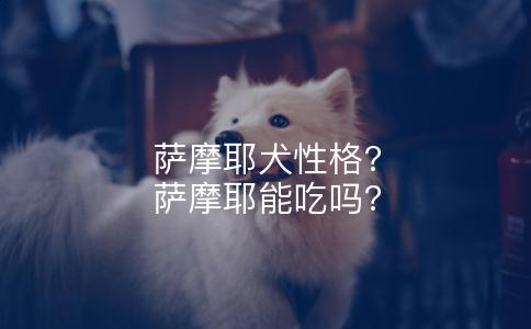 萨摩耶犬性格?萨摩耶能吃吗?