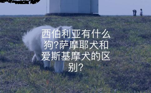 西伯利亚有什么狗?萨摩耶犬和爱斯基摩犬的区别?