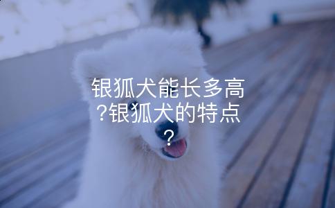 银狐犬能长多高?银狐犬的特点?