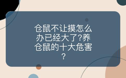 仓鼠不让摸怎么办已经大了?养仓鼠的十大危害?