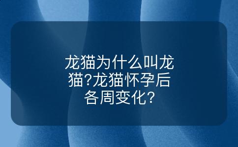 龙猫为什么叫龙猫?龙猫怀孕后各周变化?