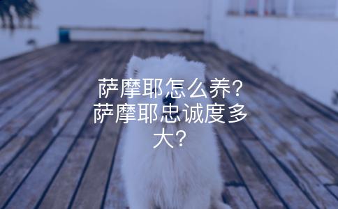 萨摩耶怎么养?萨摩耶忠诚度多大?